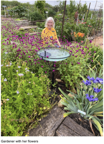 Photo of garden showing one member standing among a variety of flowers.